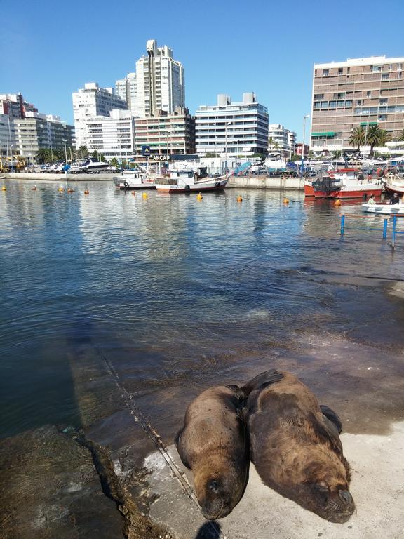 Edificio Canal Azul Punta del Este Dış mekan fotoğraf
